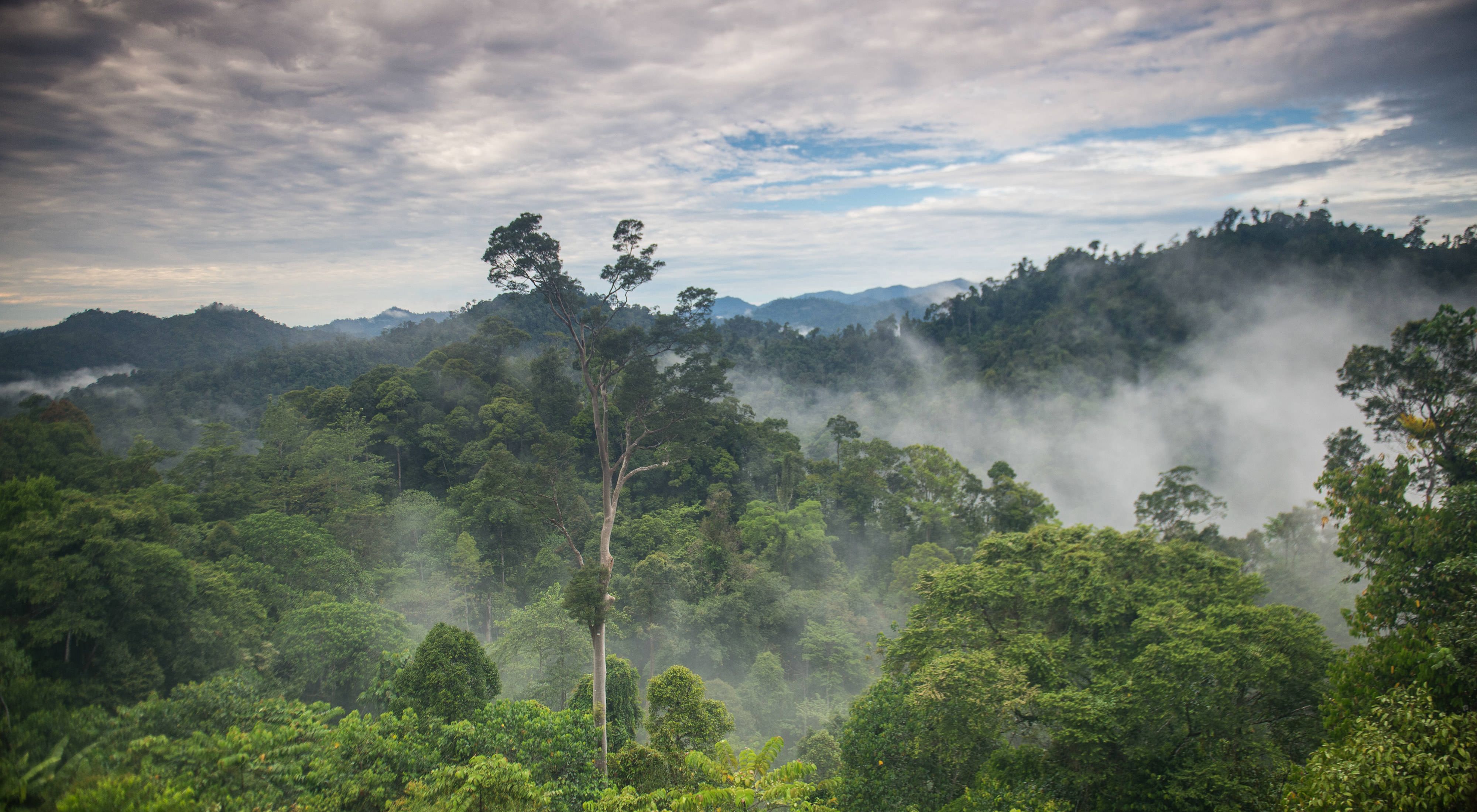 kalimantan-wide