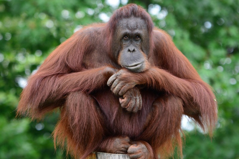 orangutan-alone